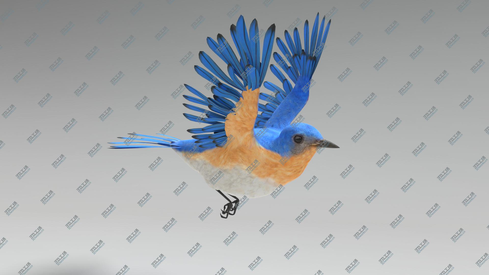 images/goods_img/202104021/3D Bluebird Animated model/4.jpg